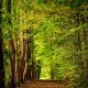 pathway between green trees